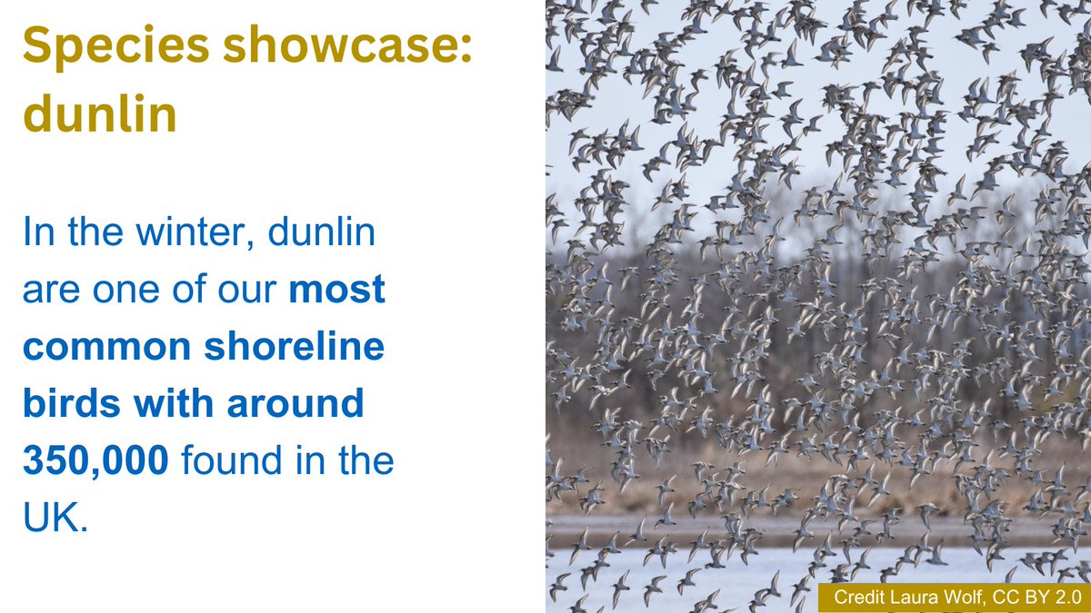 Introducing our new species showcase! #DidYouKnow that around 9,000 pairs of dunlin breed on upland moors and bogs in the UK, from Dartmoor in the south west of England to the highlands and islands of Scotland? Find out more 👇 iucn-uk-peatlandprogramme.org/biodiversity/s…