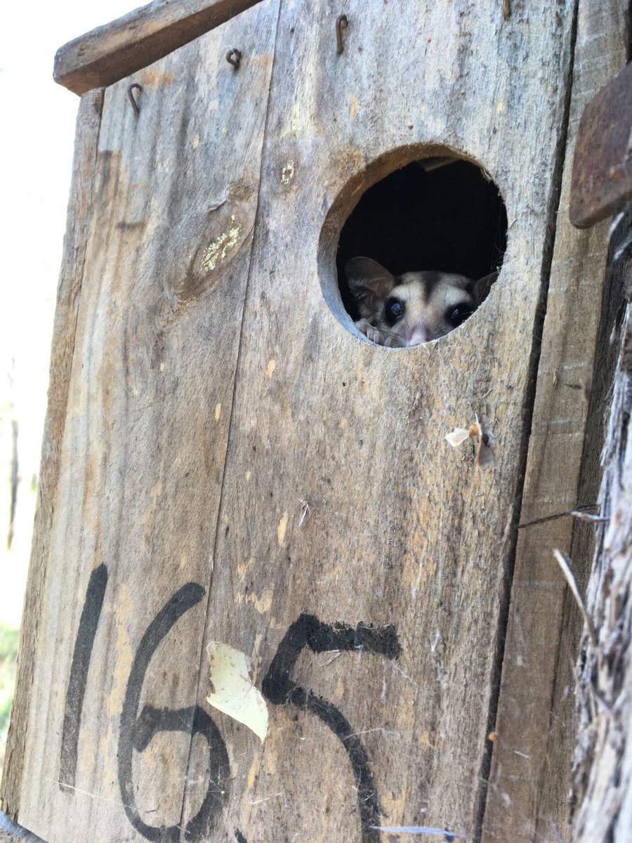 🚨 NEW PAPER ALERT 🚨 Nestbox use indicates declining arboreal mammals in an Australian savanna may be limited by tree hollow availability sciencedirect.com/science/articl… To prevent extinctions, protect large savanna trees as ecosystem assets @CDUni @RIELresearch @Science_DBCA