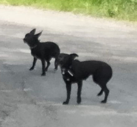 24.04.24 Signalés errants (hier) : 2 petits chiens noirs à Castres (rte de Lautrec). #Tarn #chien