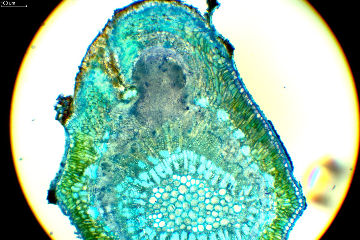 Submitting my first paper for the win! Not an image from my paper! But microscopy of a sample I collected a while back! #Pilostyles hamiltoniorum flower bud forming inside the stem of its host!! Such a cool plant that I get to work with!