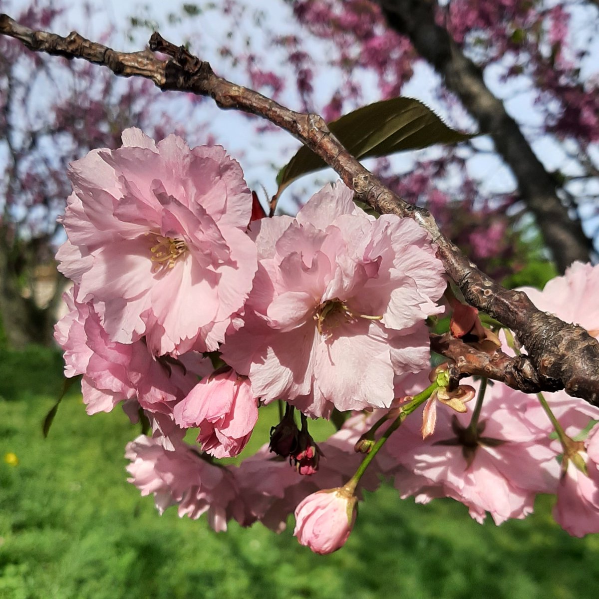 Wishing you a lovely day 🦋