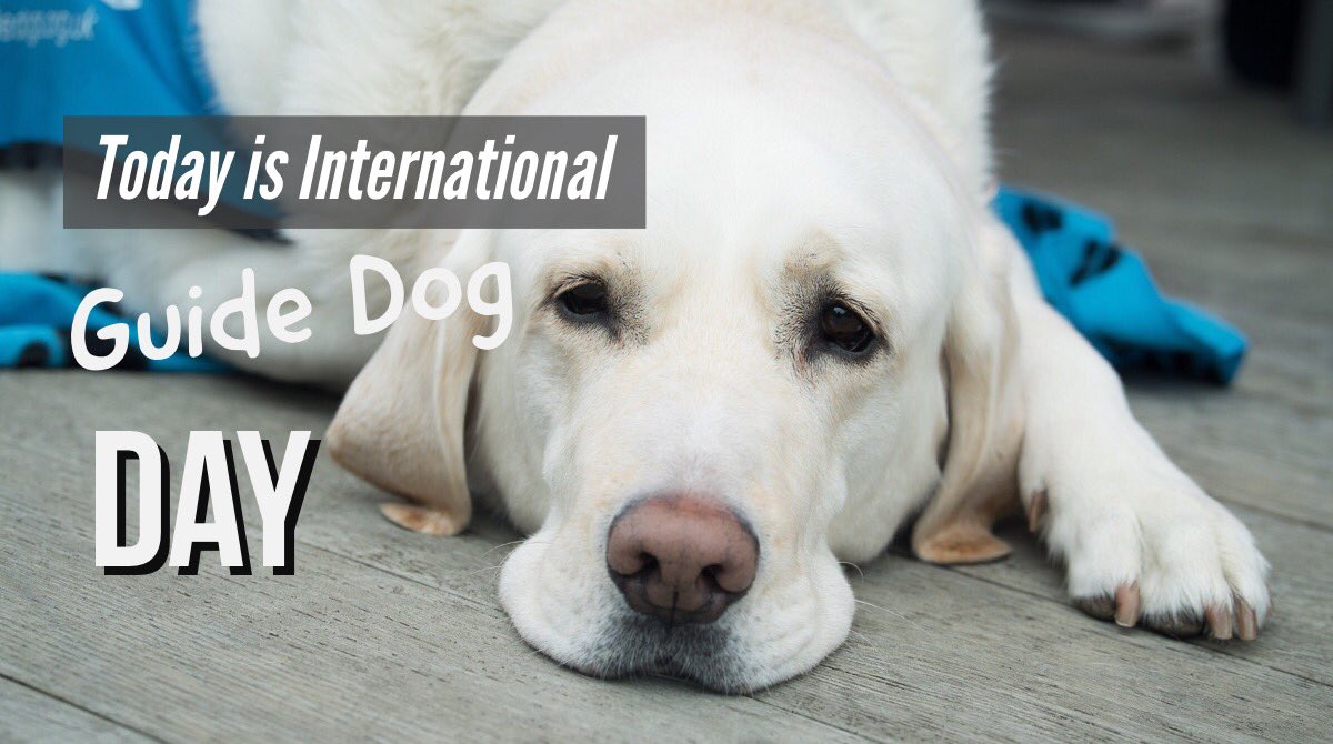 Today is #InternationalGuideDogDay 👌🏼❤️ 

Celebrated on the last Wednesday in April each year, International #GuideDog Day is an opportunity to celebrate the work of guide dogs around the 🌍 and ⬆️ awareness of the importance of guide dog services...