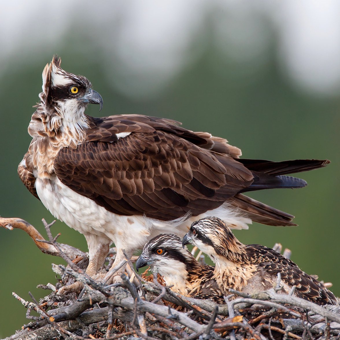 Ospreys are back all around the U.K. these birds became extinct as a breeding bird in England in 1840 and in Scotland in 1916‼️ now they’re very much back #wildlifephotography #NatureLover #birdphotography #biodiversity