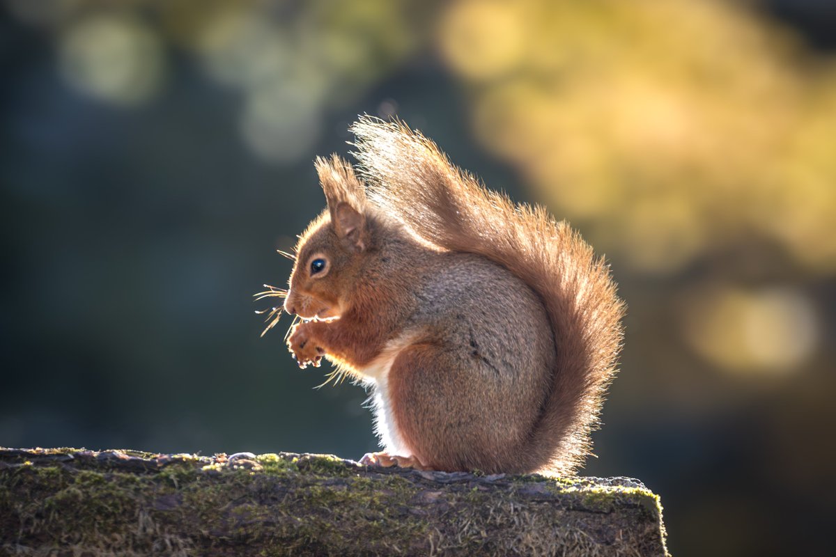Backlit red squirrel this morning #Cumbria