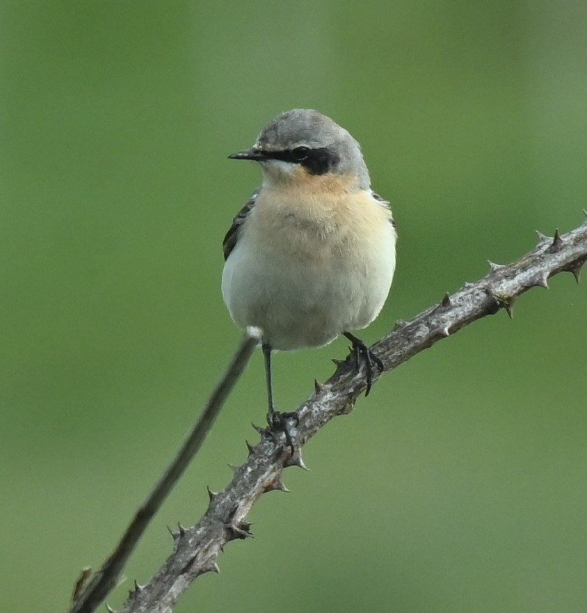 Male Wheatear from Cemlyn, Anglesey at the weekend @Natures_Voice @NatureUK #wildlife #nature #birds #birdwatching #birdphotography #nikon #anglesey