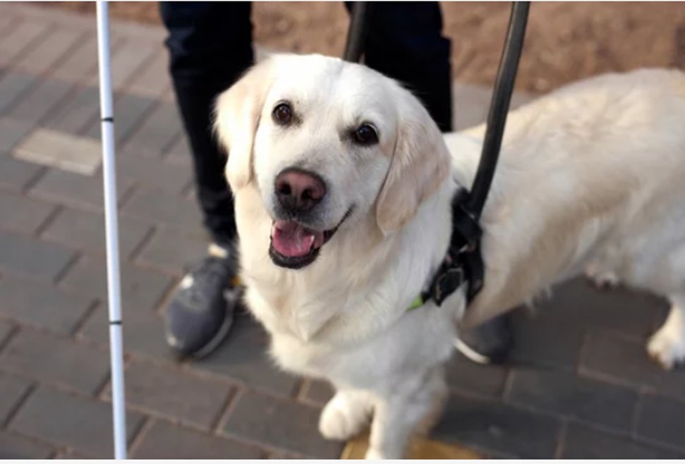 Vision_Irl's tweet image. 🐾Today, on International Guide Dog Day, let's celebrate the remarkable bond between guide dogs and individuals who are #blind or #VisionImpaired. 

These loyal companions embody unwavering dedication, independence, and companionship.

#GuideDogDay #Accessibility #Empowerment🐶💙