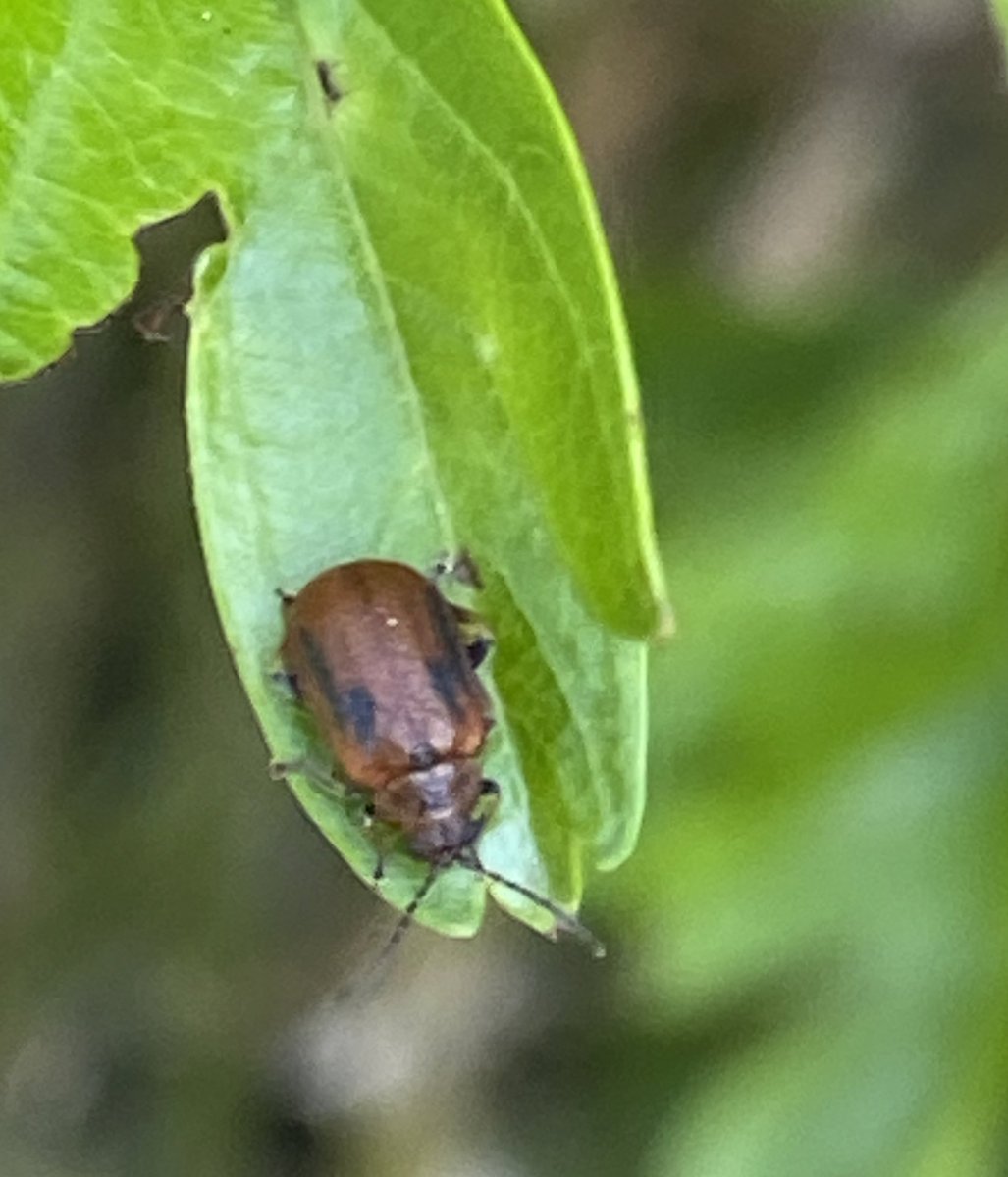 Hawthorn Leaf Beetle / Lochmaea crataegi on Hawthorn for #wildwebswednesday .
Only 1 seen this weekend vs ~20 a previous weekend -so timing is important and is perhaps why I haven’t seen them previous years.