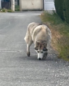 24.04.24 Trouvé(e) chien (ou chienne) Husky à Castres (chemin de La Borie Blanche). Tél : 06 44 02 36 70 ou lolo.hpy@gmail.com #Tarn