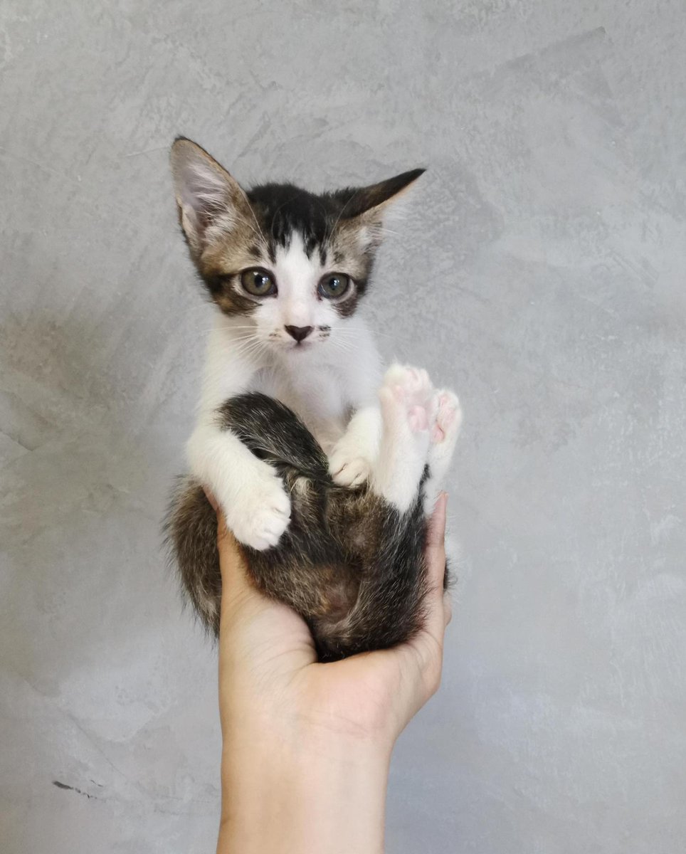 Salam Min. Kucing mangsa buangan sejak umur 3 minggu. Sekarang dlm jagaan sementara. Mencari papa/mama yang boleh beri tempat berteduh dan kasih sayang Lokasi Gombak Betina Belum vaccine Umur dalam 2-3 bulan. Active, litter trained, playful Boleh hubungi di nombor