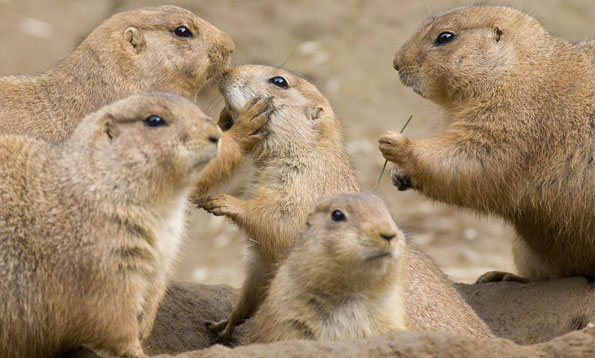🇺🇸 Montana, USA, considers a groundbreaking conservation lease to protect black-tailed prairie dogs' habitat, acknowledging their ecological significance. This initiative aims to safeguard native grasslands, which are increasingly threatened by development eu1.hubs.ly/H08HHs00