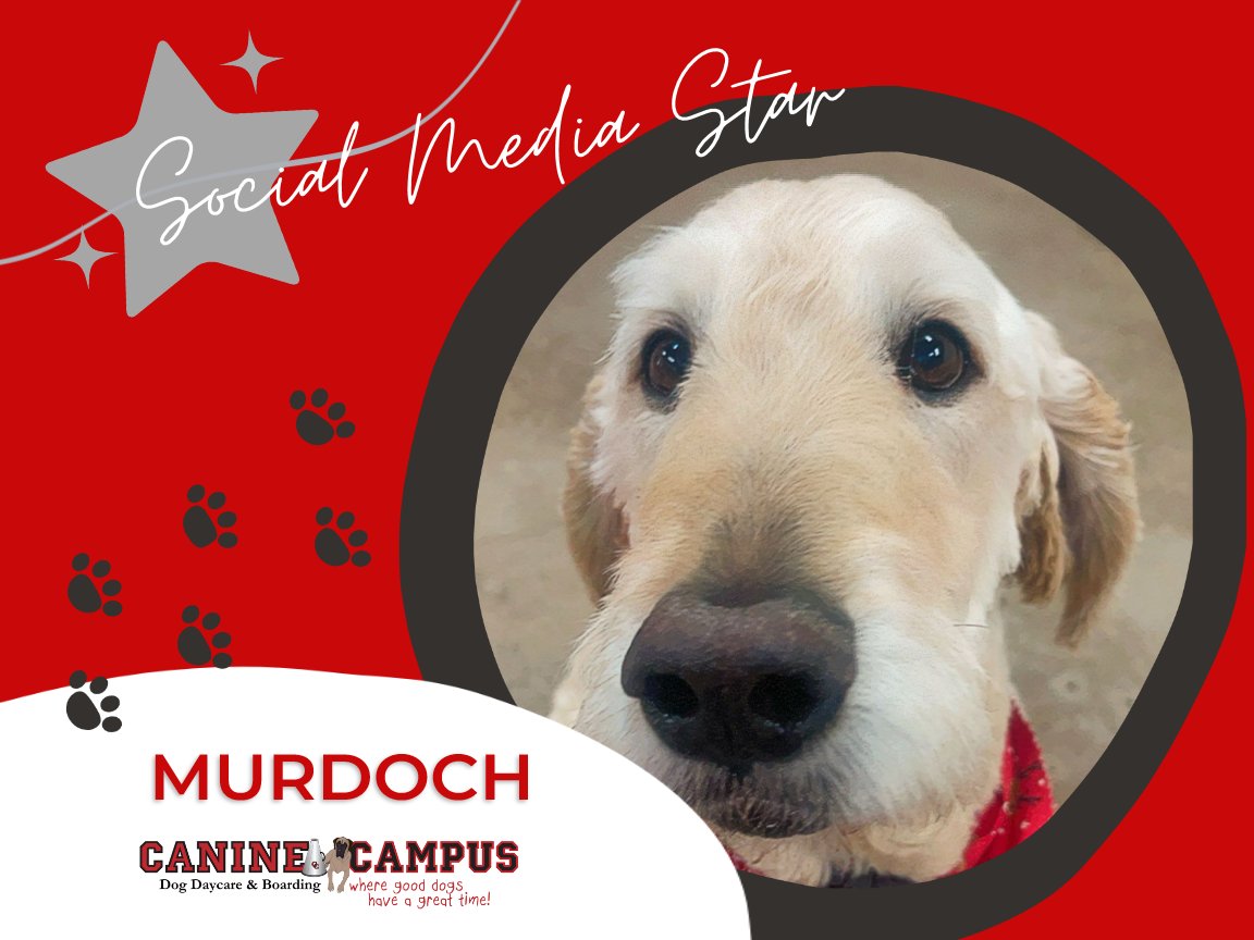 🌟 Meet Murdoch, this week’s Canine Campus social media star! 🌟 🎉🐶#WeHaveTheCutestDogs #SocialMediaStar #HappyDogs #WeLoveDogs #DogDaycare #DogBoarding #ColoradoSprings