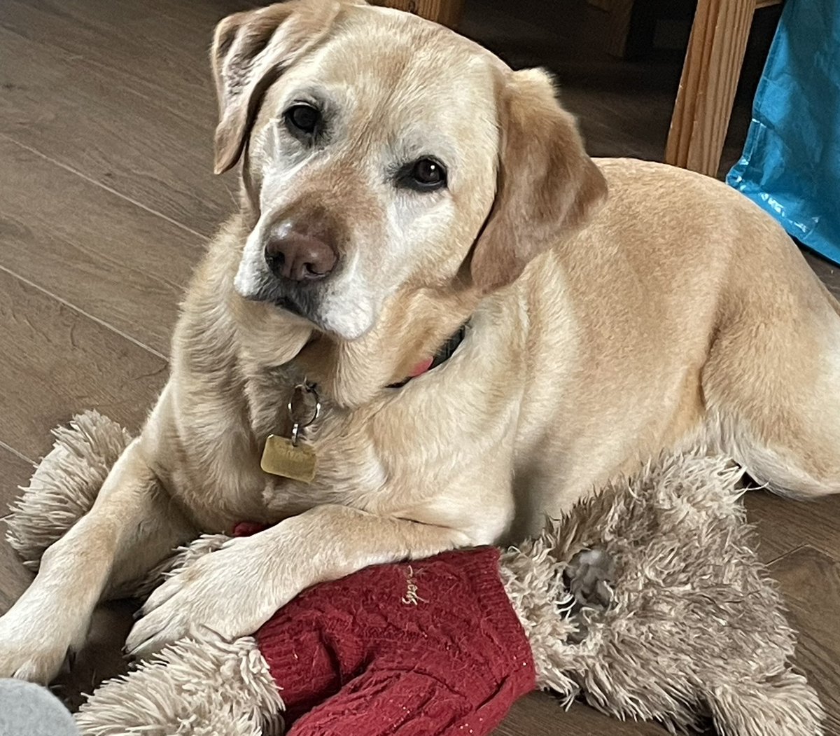 Happy #InternationalGuideDogDay to my wonderful @guidedogs Mabel and to all the #GuideDogs out there.