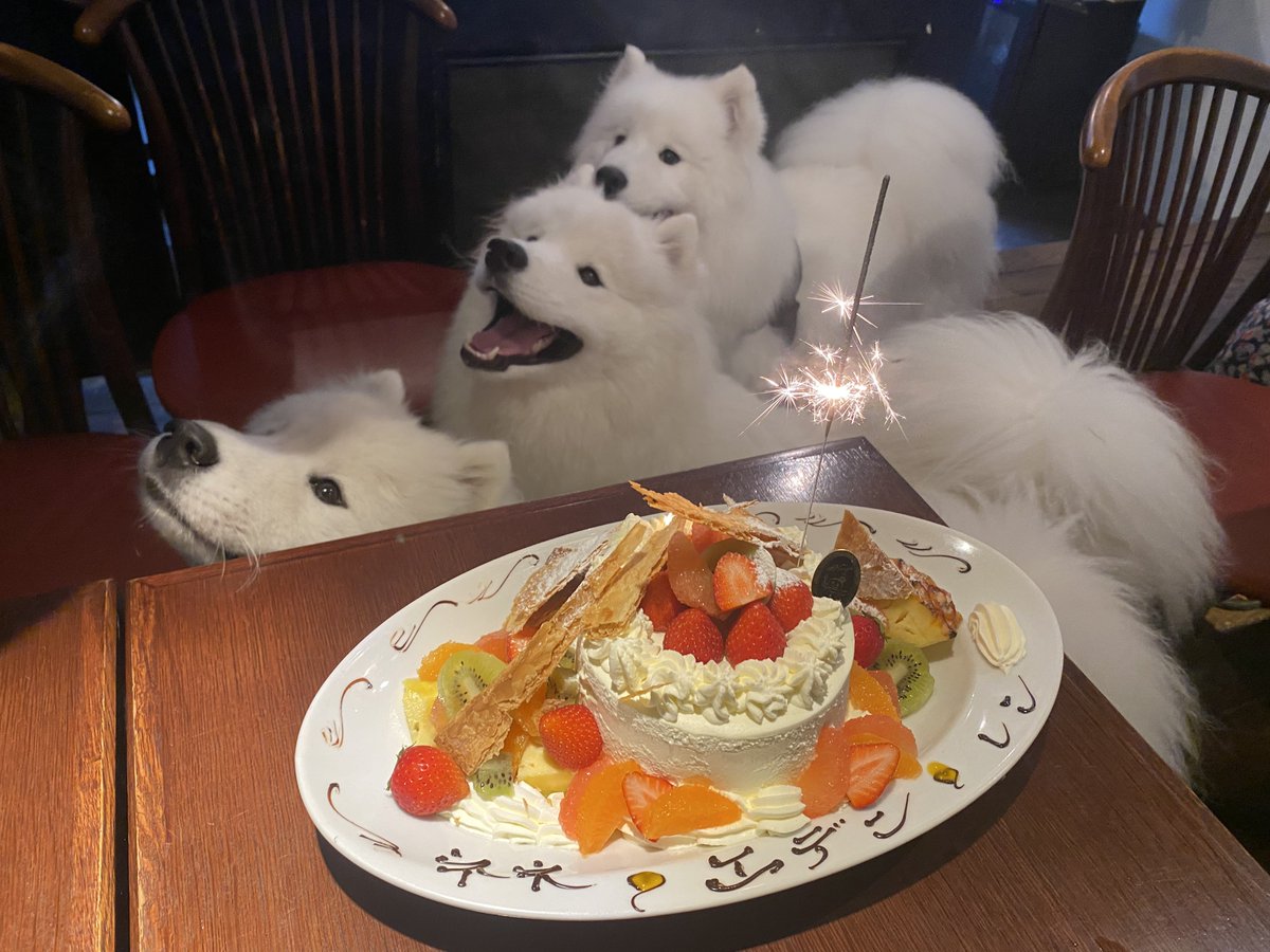 Samoyed_eden tweet picture