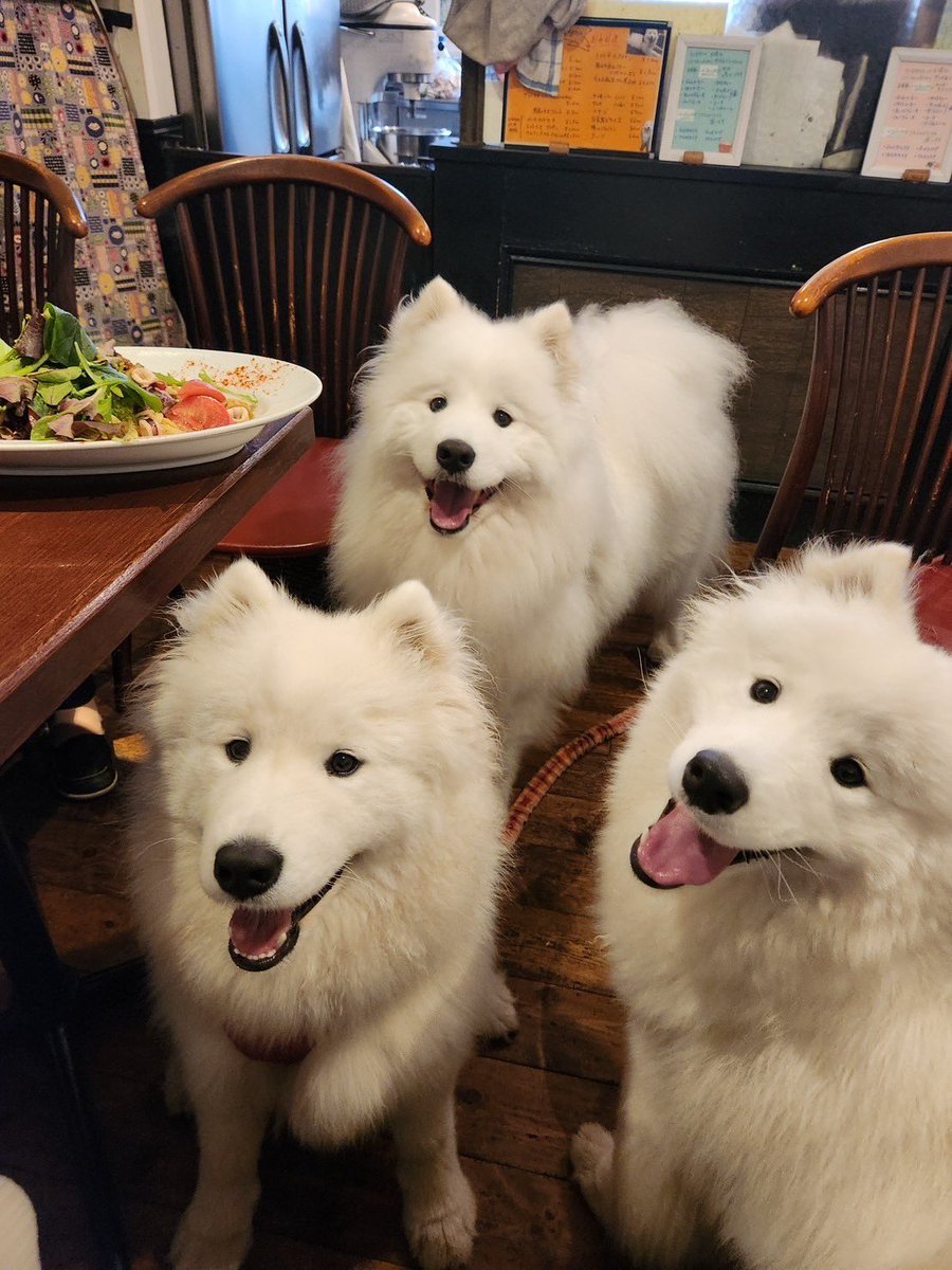 Samoyed_eden tweet picture