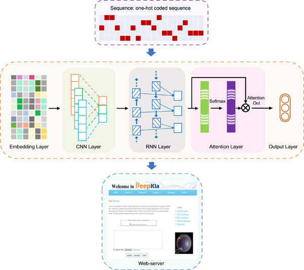 DeepKla: An attention mechanism‐based deep neural network for #protein lysine lactylation site prediction onlinelibrary.wiley.com/doi/10.1002/im… Available at: lin-group.cn/server/DeepKla/ #Bioinformatics #DNN