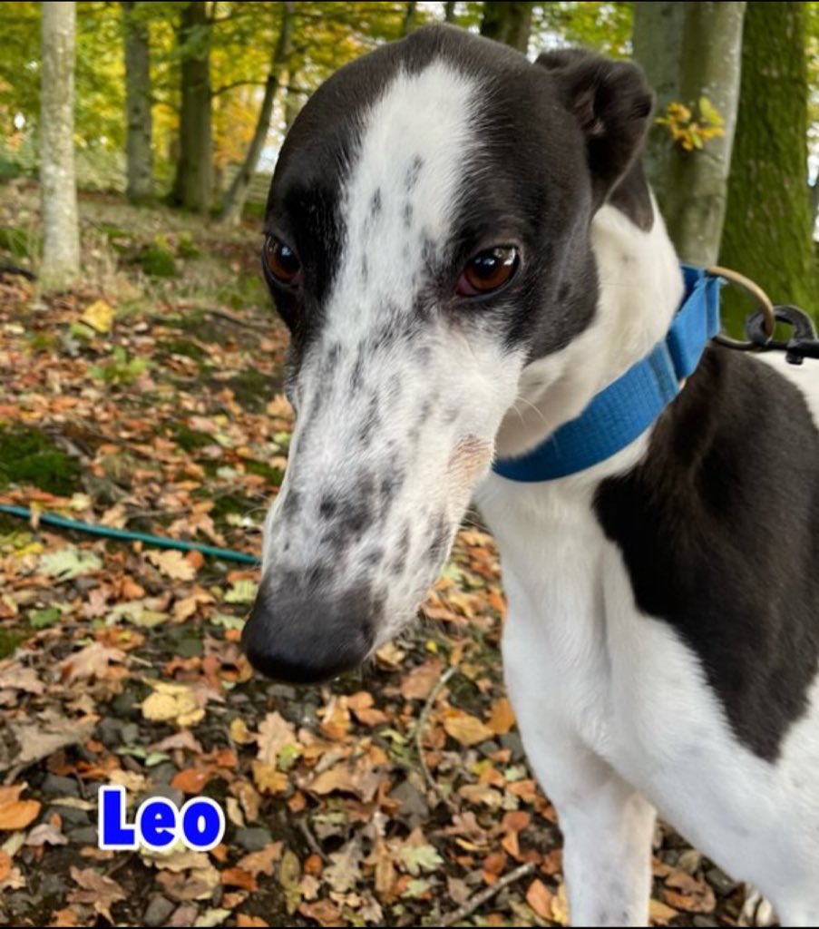 #WednesdayMotivation  #woofwoofwednesday
Plz RT and help beeyootiful boy #Leo find a super duper home #TeamZay @GreyhoundRFife 
#April Is Adopt A Greyhound Month