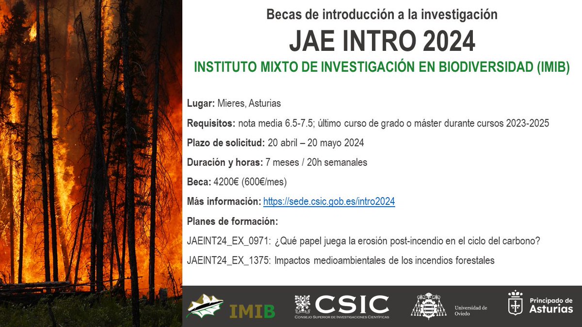 Antonio Girona-García (@a_gironagarcia) on Twitter photo 🔥¿Quieres iniciarte en la investigación trabajando en zonas afectadas por incendios forestales? Desde el <a href="/_IMIB_/">IMIB - Instituto Mixto Investigación Biodiversidad</a> , @santin_cristina y yo ofrecemos 2 planes de formación para solicitar una de las 300 becas @JAEIntro_CSIC que oferta el <a href="/CSIC/">CSIC</a>.
🔗sede.csic.gob.es/intro2024
Más info ⬇️ 🔥¿Quieres iniciarte en la investigación trabajando en zonas afectadas por incendios forestales? Desde el <a href="/_IMIB_/">IMIB - Instituto Mixto Investigación Biodiversidad</a> , @santin_cristina y yo ofrecemos 2 planes de formación para solicitar una de las 300 becas @JAEIntro_CSIC que oferta el <a href="/CSIC/">CSIC</a>.
🔗sede.csic.gob.es/intro2024
Más info ⬇️