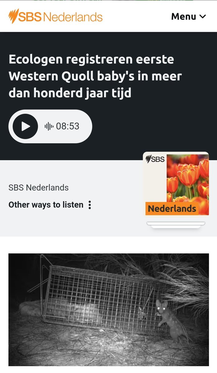 Last week I spoke with SBS Nederlands (in English) about finding the first independent, Mt Gibson born Chuditch earlier this year. It was a fun chat and it's quite delightful to see the episode description in Dutch - I'm a very proud 'veld ecoloog' 😊. sbs.com.au/language/dutch…