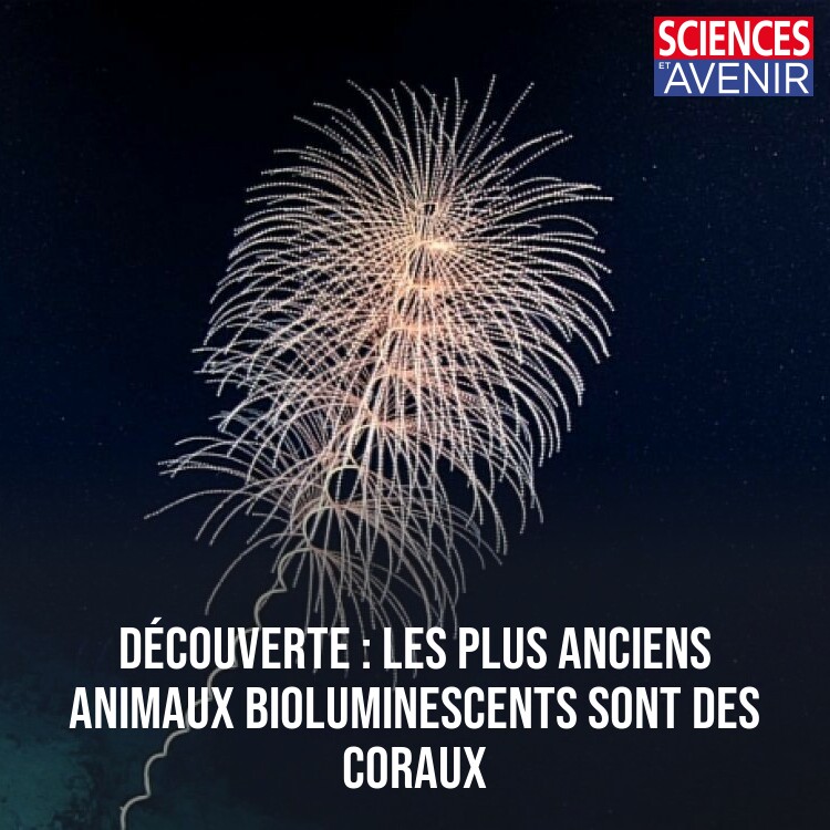 La bioluminescence est bien plus ancienne que ce que l’on croyait. Elle serait apparue voilà 540 millions d’années chez des coraux mous 🪸 👉 l.sciencesetavenir.fr/4aU