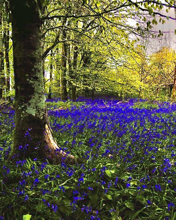 Wel am garped hyfryd gwedwch…byd natur amser Gwanwyn ar ei ore💜💜💜 What a gorgeous carpet eh…mother nature at its very best at Spring💜💜💜 Have a lovely day x