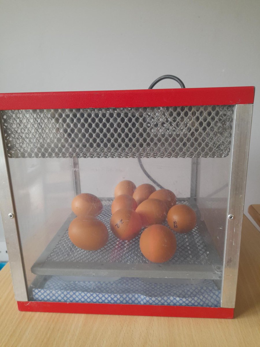 🥚The chick eggs have arrived at James Page House & The Beeches! 🐣 We are beyond excited to see these amazing creatures hatch out of their shells! 🐤 Watch this space for more chick-updates James Page: buff.ly/3zV0T2Z The Beeches: buff.ly/3sW9zBv
