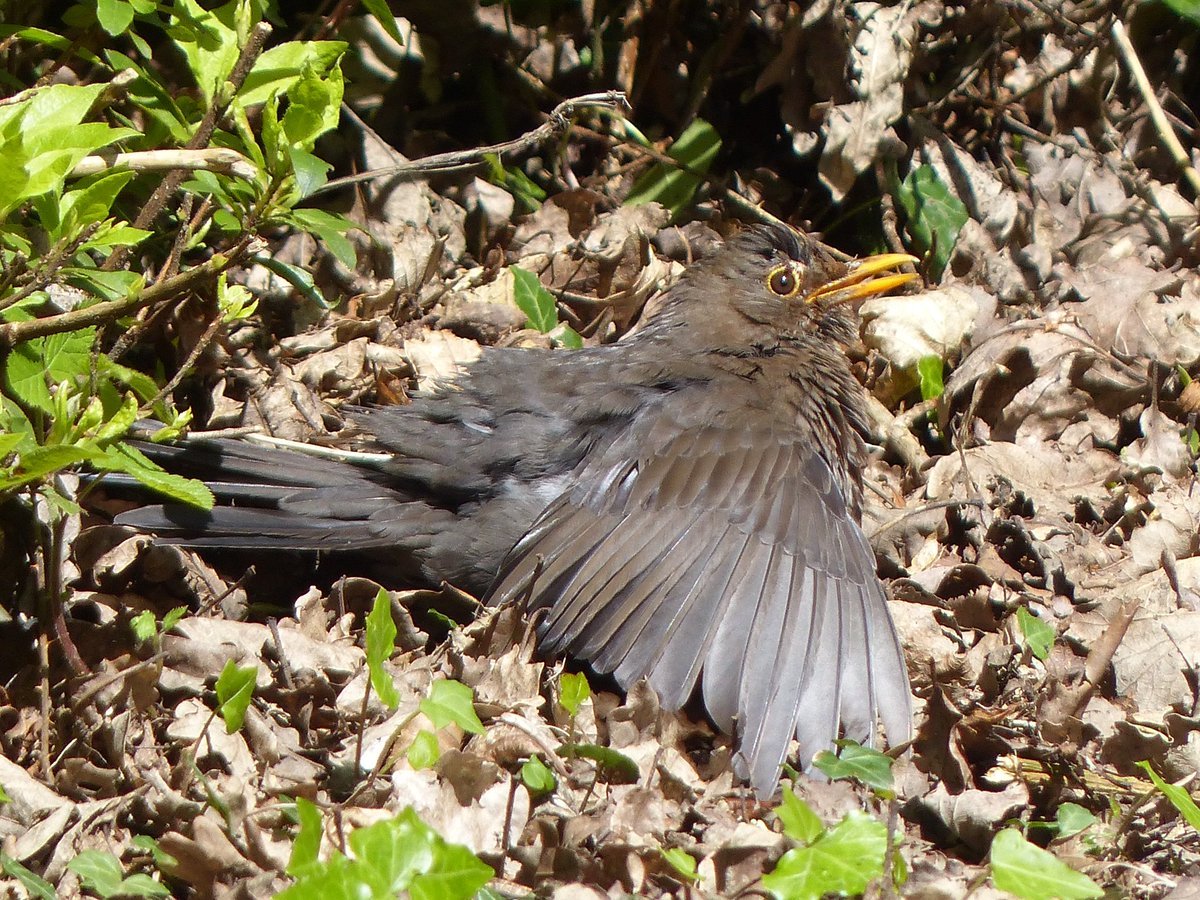 #Hedgewatch a blackbird cooling down in the sun yesterday. Wings spread, panting. There way off cooling off. Mind you it could have moved out of the sun. That was in the Portmeirion state gardens. Cosy temperatures, t shirt weather 😀.

couchichingconserv.ca/2017/09/18/how…