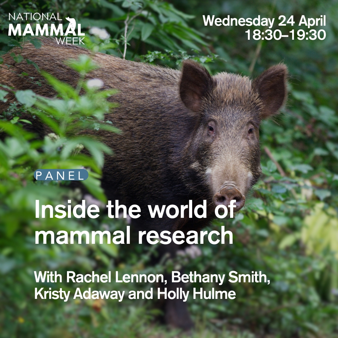 Looking forward to this evenings @Mammal_Society event where we will be exploring the realities of working as mammal researchers in the UK for #NationalMammalWeek 🐾 Join us to ask any questions you have about the world of mammal research!🦊 Link to join the free webinar below⬇️