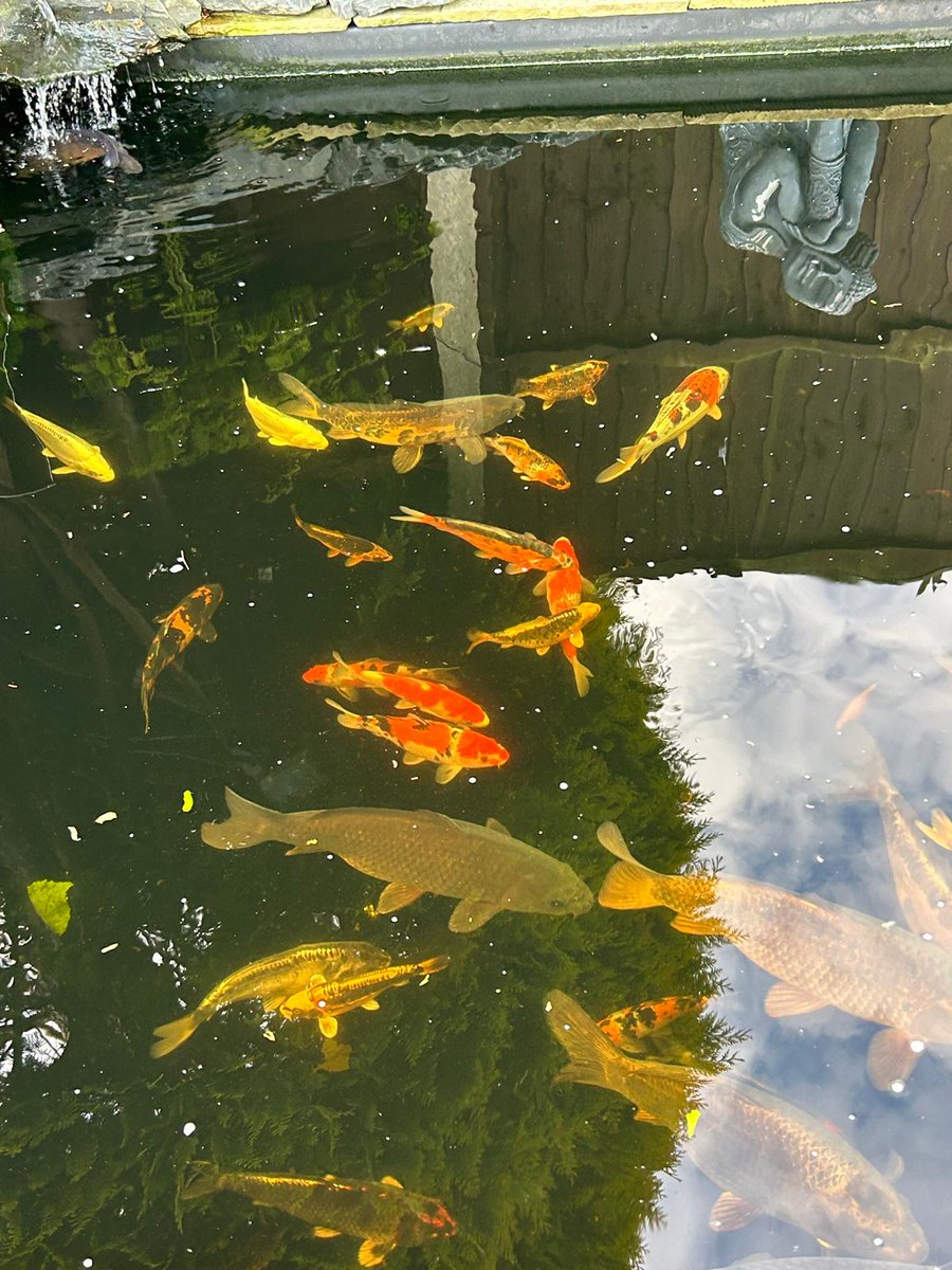 CCLRCS's tweet photo. #NationalPetMonth Here are Jan's fish. Can you believe that one of them is over 30 years old! 😮 #FishForLife #FishesOfX https://t.co/ws7asrwpPY