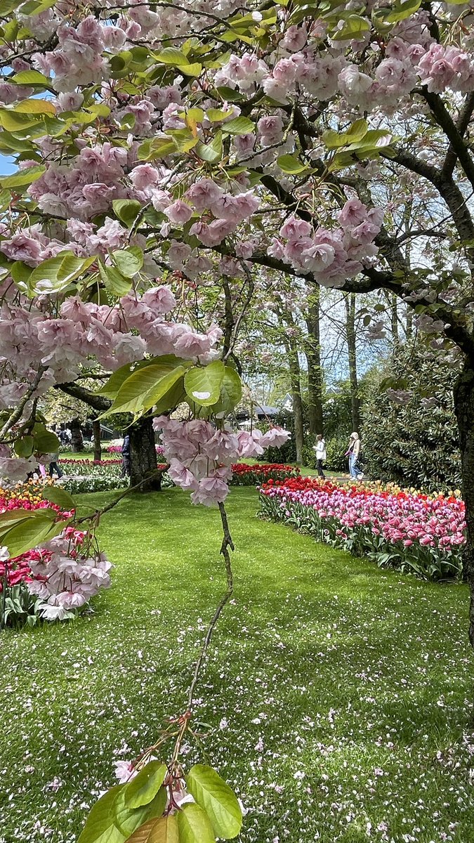 Keukenhof is looking pretty stunning right now 🌷 #lisse #kuekenhof #Netherlands #tulips