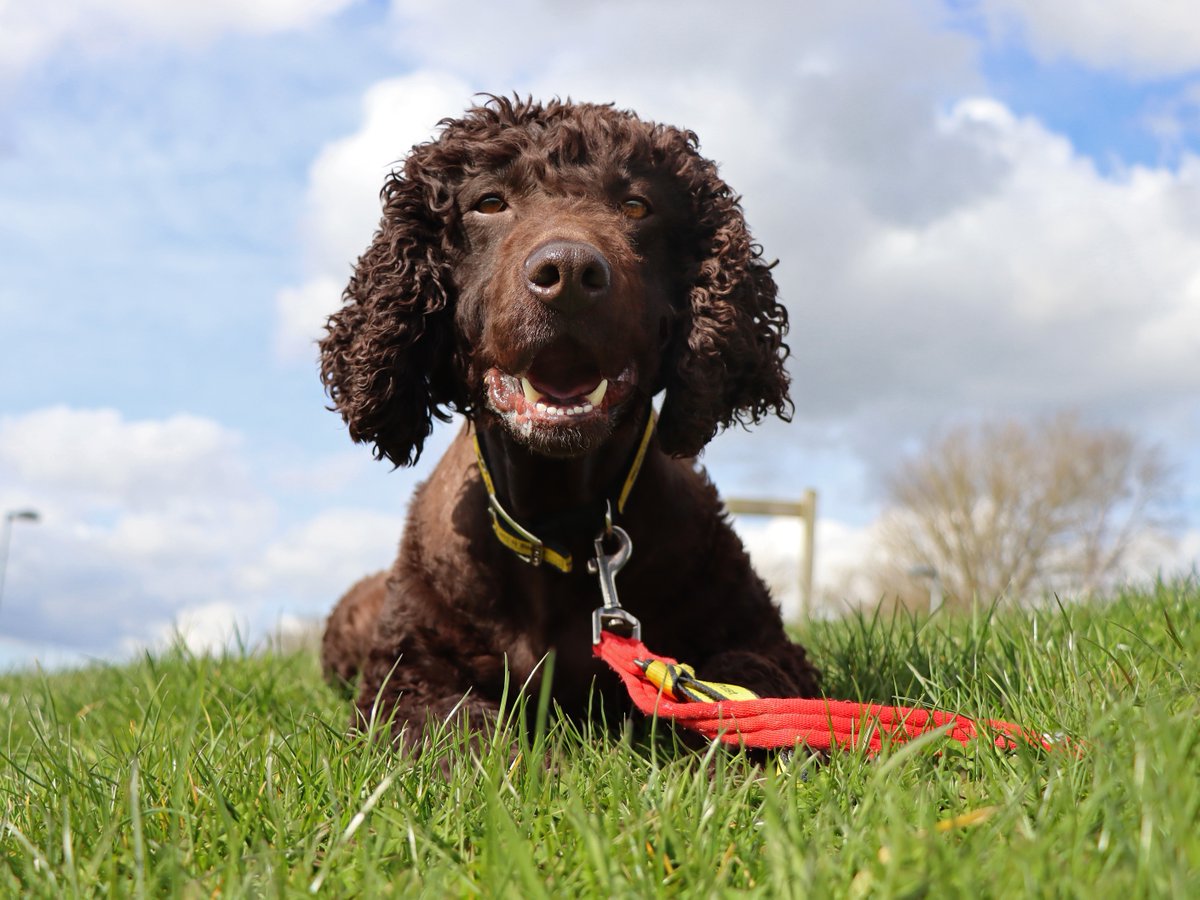 Bumped into Penelope out on her walk, isn't she beautiful? 😊 @DogsTrust #DogsTrustDarlington #MidweekBoost #Spaniel #RescueDog #Walkies #HappyWednesday #SpringTime