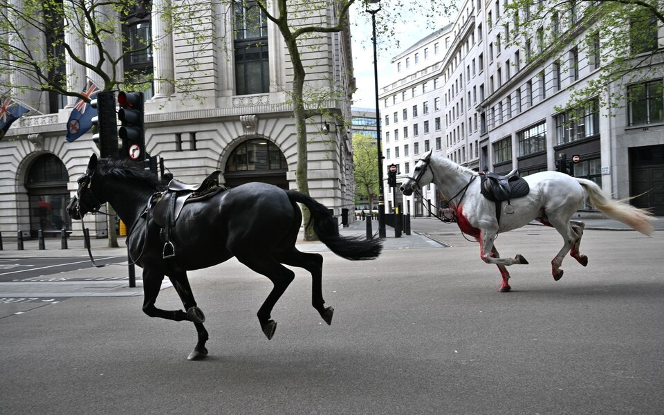 The Telegraph on X: "🔴What we know so far... 1⃣Five Household Cavalry horses bolted during exercises on Horse Guards Parade this morning 2⃣The animals were spotted charging through central London 3⃣At least