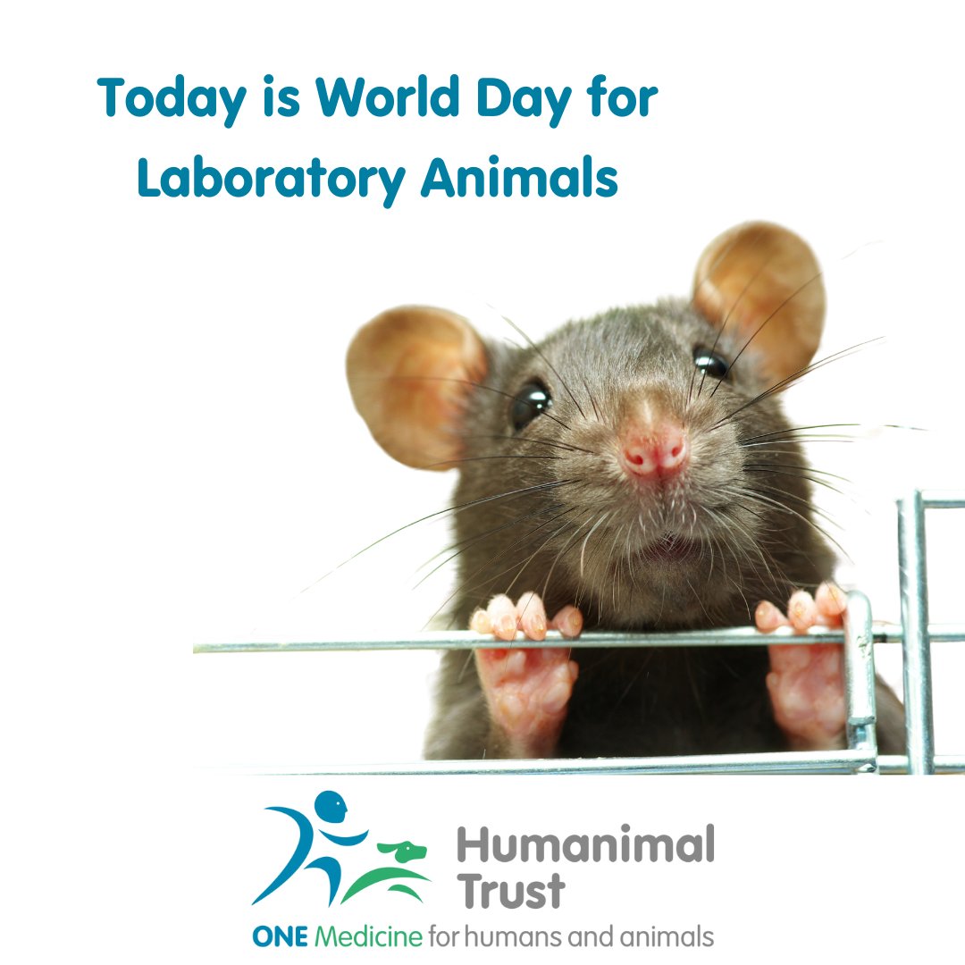 On this day, we remember the millions of animals who suffer, and lose their lives in laboratories, in the pursuit of medical advancements. This is a heartbreaking reality. Read more at bit.ly/3UnjVv9 #OneMedicine #StrongerTogether #AllPatientsMatter