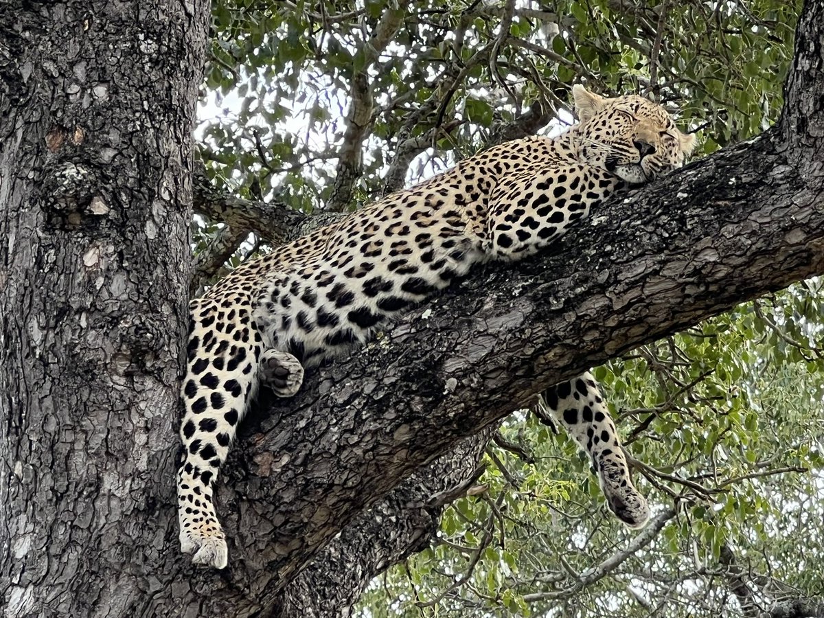 Last day and right by Arathusa Lodge the beautiful Xidulu 🩷🐾🤎#wildearth