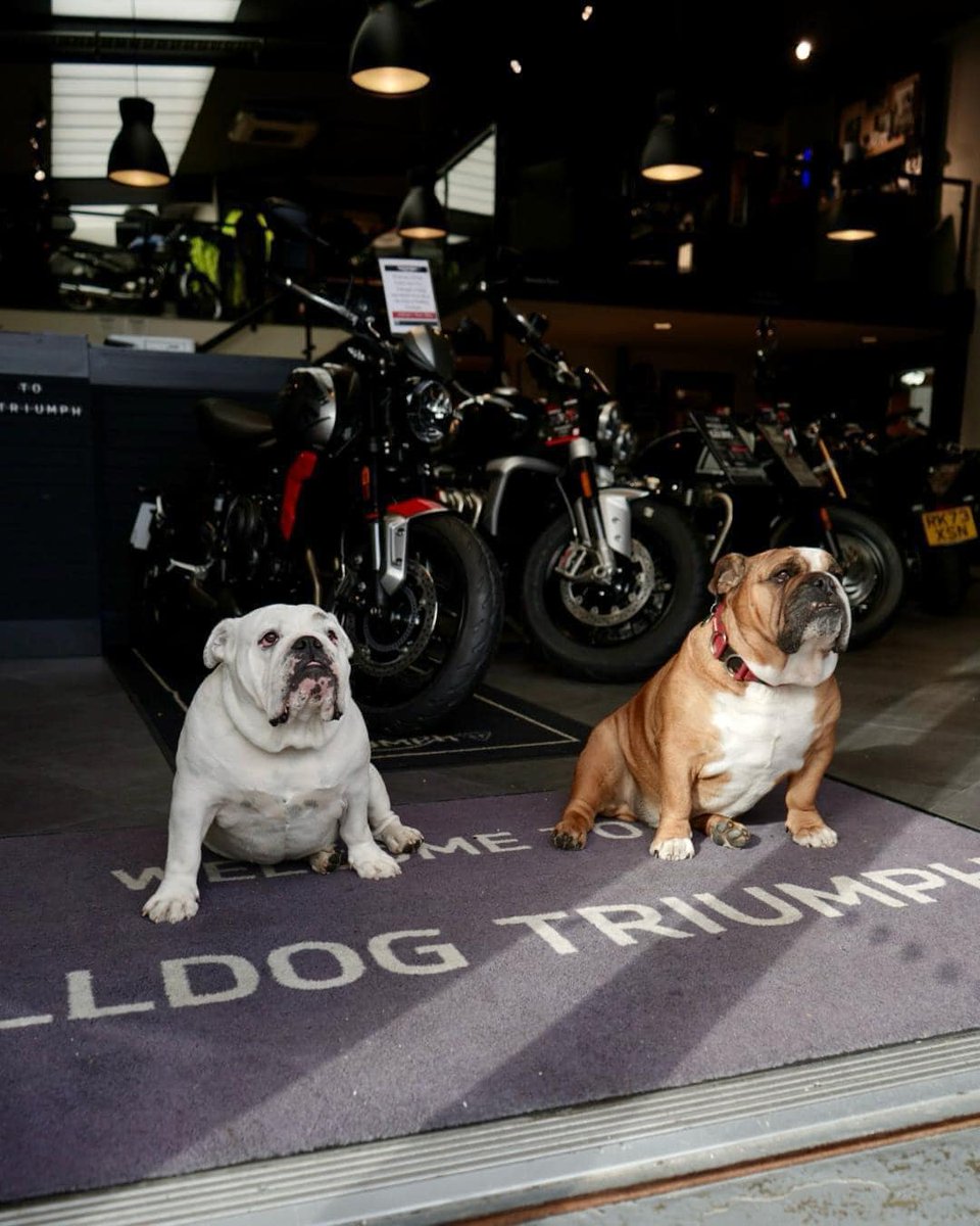 Motorcycle Technician opportunity with @BulldogTriumph at their top dual-franchise motorcycle business in Berkshire. @JCPThamesValley #triumph #suzuki #motorcycles #motorcyclejobs #bikejobs #jobs #jobsearch #vacancy #berkshire More Info & Apply 👉bikejobs.co.uk