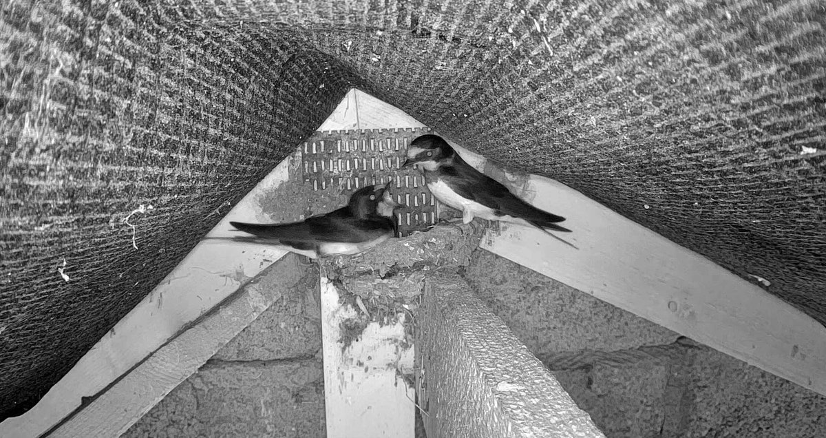 It's all happening this morning! Both Swallows are now back from Africa. Captions? 🎥🐦mwt.im/webcams
#TeamWilder #GardenNature #NestBox #webcams
