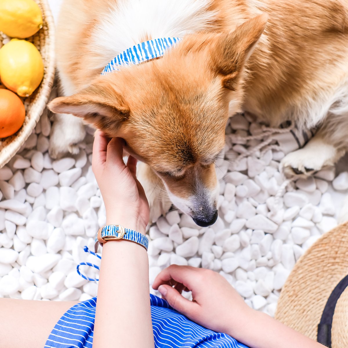 #wontlookwednesday in my new FriendshipCollar Water Color Baby! Are you excited to go to the beach?

#friendshipcollar #petcare #love #matching #besties #fashion #collar #woof #doglover #petstagram #mansbestfriend #dogfashion #dogs #dogaccessories #dogmodel #doglife #dogoftheday