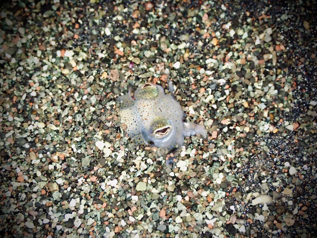 ミミイカ（2024.4早川）

かわいくって美味しそうなミミイカちゃん、沢山出てきてくれて嬉しい🦑細い脚にもびっしり吸盤が付いてるのを見ると、赤ちゃんの細い指の小さな爪を見た時のような感動とキュンが湧く🫶砂に潜っておめめだけ出してる姿も愛らしいね🥰ミミイカ推しはぜひ早川ナイトしましょう🔥
