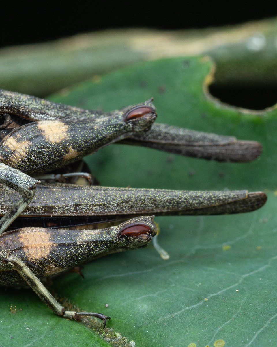 Saussurella decurva, pygmy grasshoppers mating. Single shot take in jungle on outskirts of Kuala Lumpur this year #entomology #nature #grasshopper #jungle #insect #natgeo #bbc #Wednesday