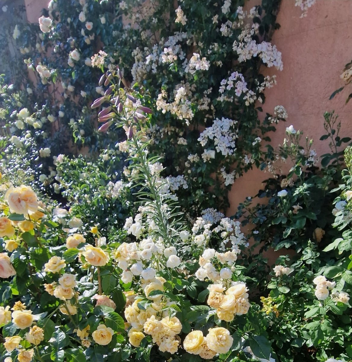 Love for Roses🌼🌸🤍
Peace to all of you🤍
.
#angelasimonini #art #painter #artandroses #loveroses #loveforroses #bouquet #englishgarden #garden #gardenroses #roses #rose #pinkroses #pink #orange #orangeroses #oldroses #beautyofroses #beauty #vintageroses #vintage #rosebouquet…