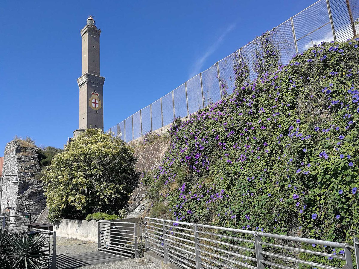 😍 Uno degli simboli della nostra città: La Lanterna di #Genova, il faro più alto del Mediterraneo, secondo in Europa.
Il Complesso monumentale della Lanterna di Genova fa parte del Mu.MA - Istituzione Musei del Mare e delle Migrazioni.
👉museidigenova.it/it/complesso-m…