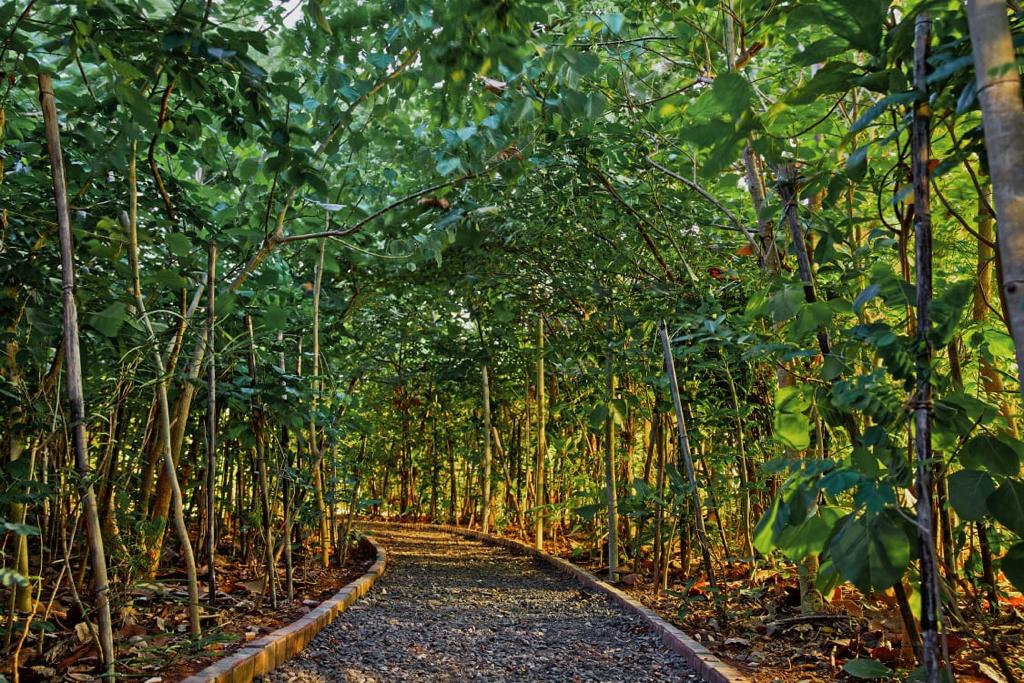 🌳🏅जागतिक वृक्षनगरी बहुमान पटकावण्यात मुंबई महानगराची हॅट्ट्रीक #BMC #treeconservation #ArborDayFoundation