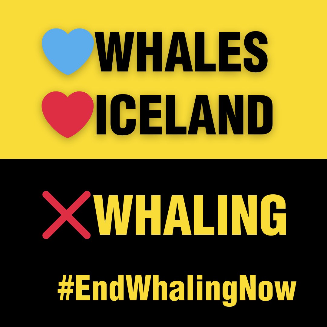 Minister Bjarkey Olsen Gunnarsdóttir the time is NOW – do not grant the last whaling company in Iceland a new licence to kill! Iceland’s last remaining whaler, Kristján Loftsson is seeking a new licence to keep killing whales for the next 10 years. We are calling on Minister…