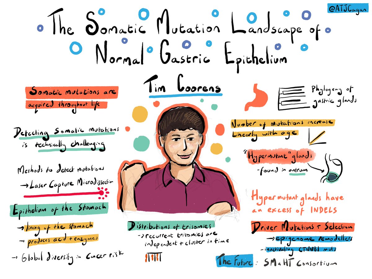 Plenary by @TimCoorens on the somatic mutation landscape of normal gastric epithelium #MITS24