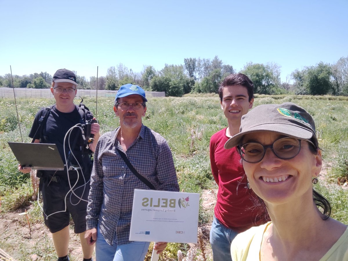 #vetch (#Vicia sativa) #phenotyping at @IAS_CSIC in the frame of @BELIS_EU cooperation @itqbnova @CSIC @PlantxL @PDResistLab @rubenvicper @ICARDA