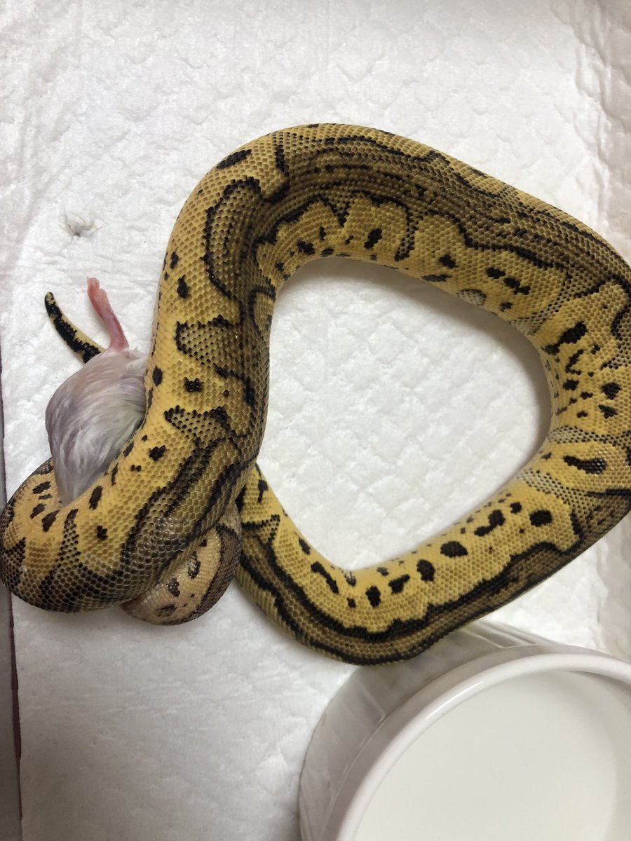 今日の給餌🐁🐍

#ボールパイソン 
#爬虫類