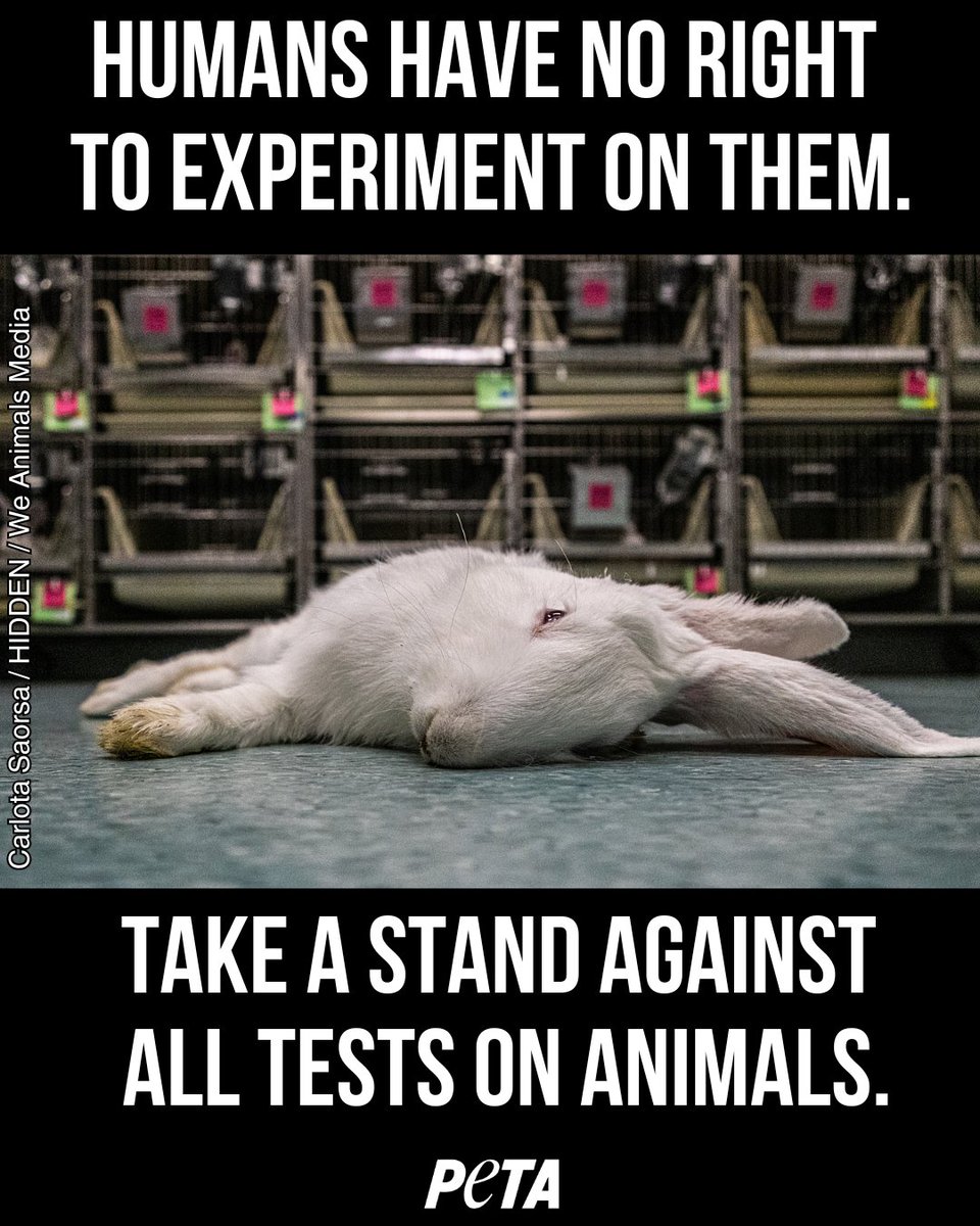 PETAUK's tweet photo. Animal's bodies are not research equipment. 

There is NO excuse for causing this pain.

#EndAnimalTesting #WDAIL2024 #WDAIL https://t.co/6a3vwkraoo
