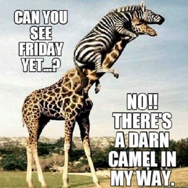 MOVE out the way Camel! #travelbloggers #travelbloggerlife #travelbloggers #travelblogging #travelingram #travelinspiration #traveller #travellife #traveltheworld #worldtravel #travelover50 #beach