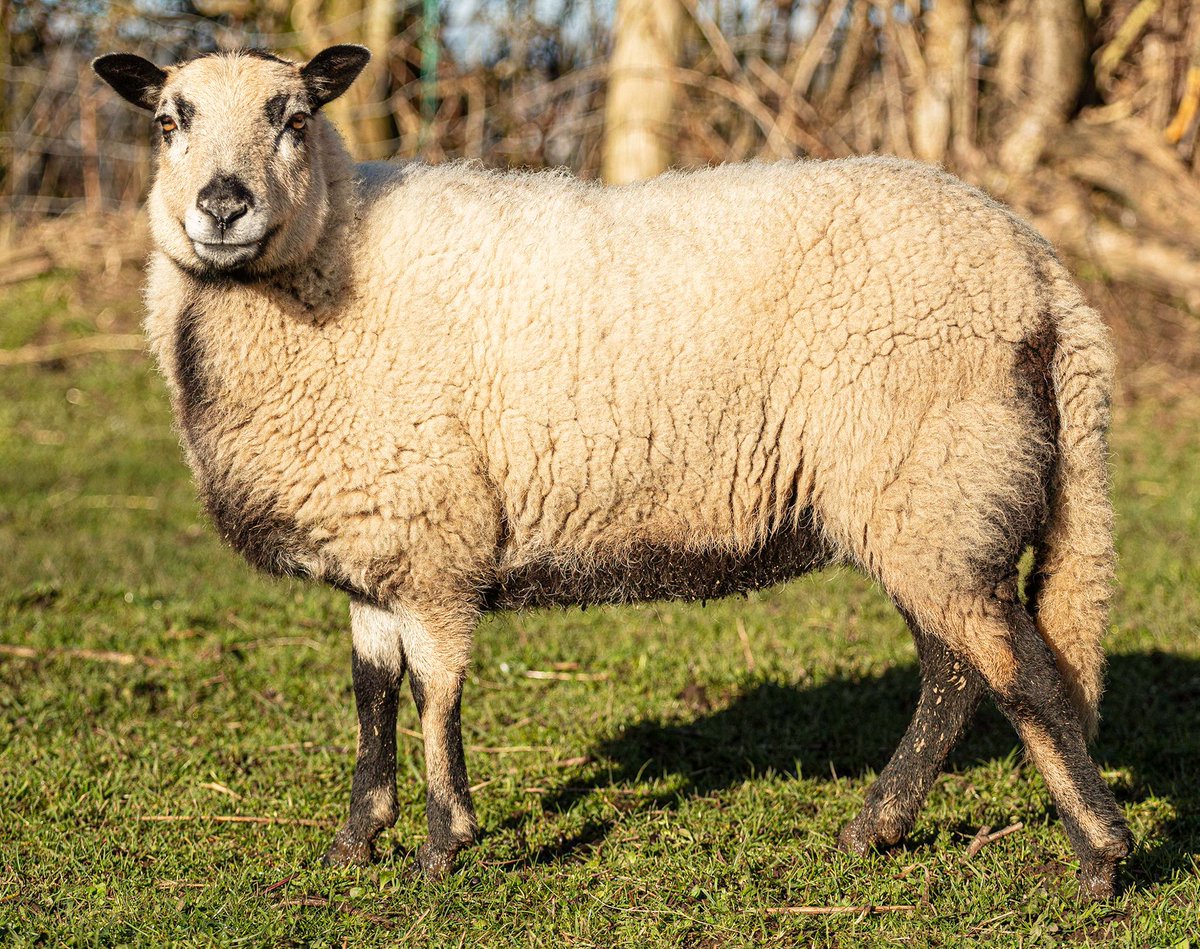 Good morning Arwen! 🐑 

#Sheep #BadgerFaceSheep #WelshMountainSheep #ClyneFarmCentre #SelfCatering #Swansea #Wales #Staycation #VisitWales #Mumbles #Gower #FamilyRunBusiness