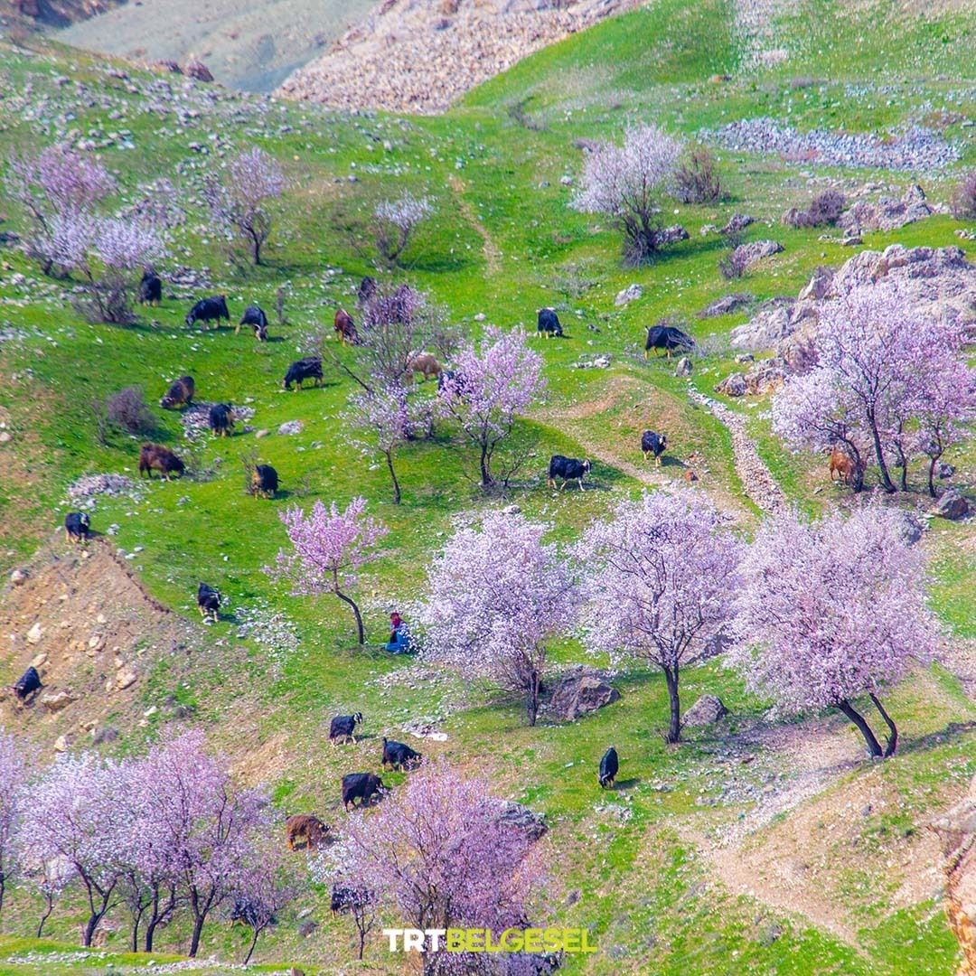 Kartpostallık görüntüler değil mi? 😍
Elazığ’ın Palu ilçesinde çiçek açan badem ağaçları 🌸
📸: AA