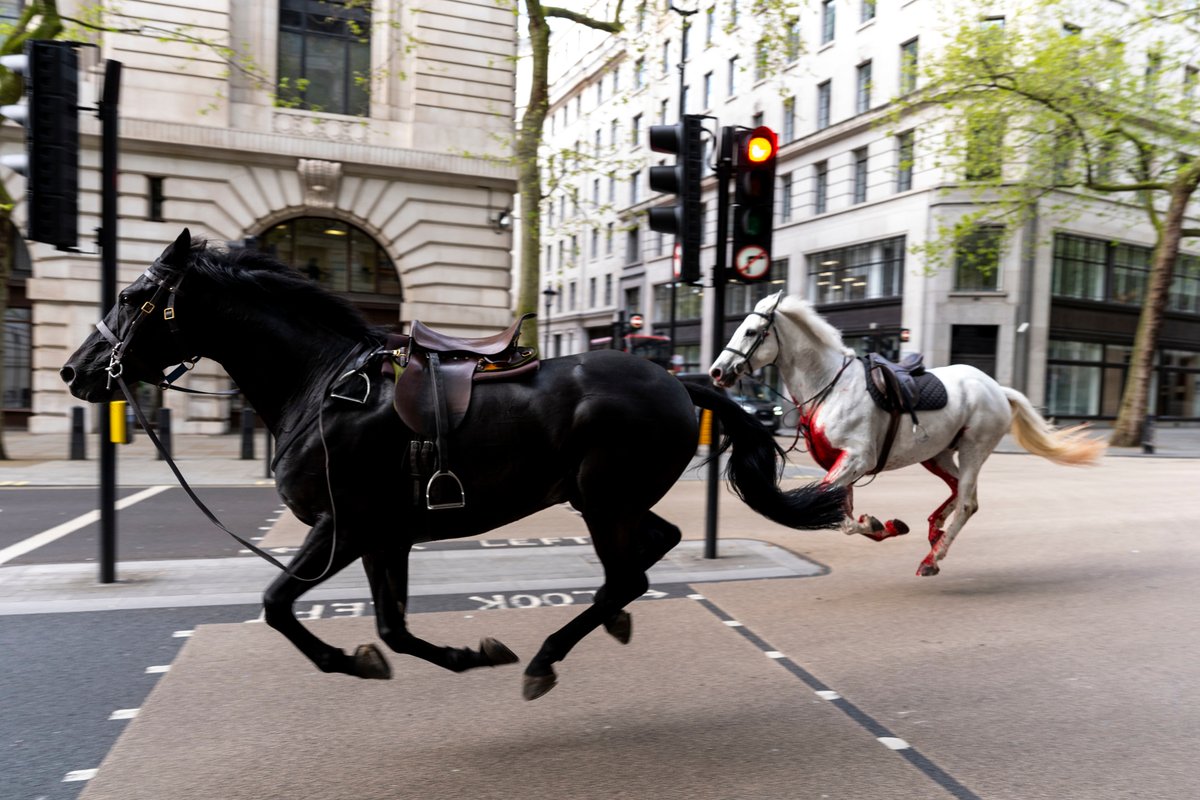 Horses seen running down London streets 'covered in blood' as soldier injured mirror.co.uk/news/uk-news/c…